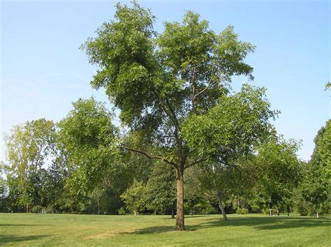 Green Ash Native Trees Of Indiana Purdue Fort Wayne