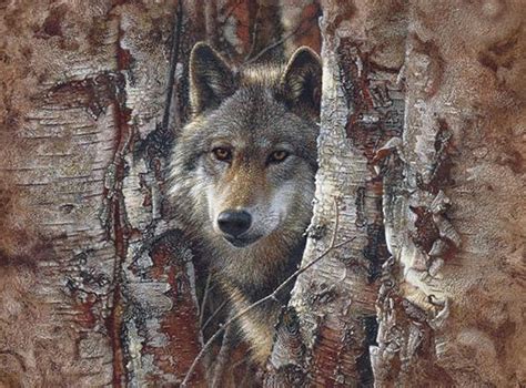 Woodland Spirit Lobo Fall Woods Trees Hiding Camoflage Wolf Stalking Hd Wallpaper Peakpx