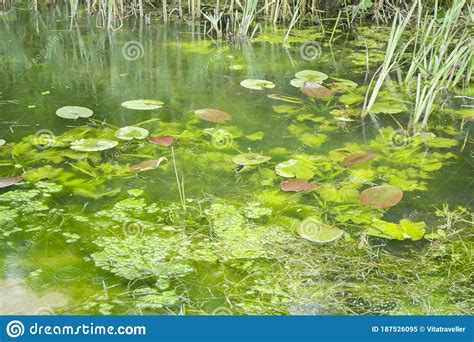 Swamp With Water Lilies Stock Image Image Of Beautiful 187526095