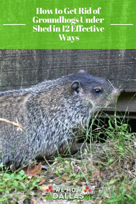 How To Get Rid Of Groundhogs Under Shed In 12 Effective Ways Garden