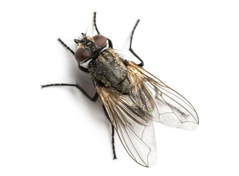 Swarms Of Flies Plaguing Residents In Cardiff Traced To Steelworks