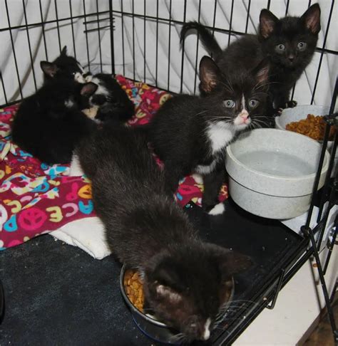 New Photos Of The Abandoned Kittens Rescued From The Box Marked Free