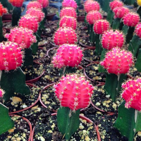 As an added benefit they are fire resistant. DIY Terrarium Kits for Succulents and Air Plants | Pink ...