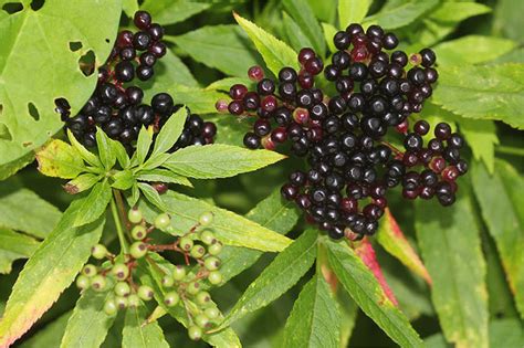 Sambucus nigra ) wird im volksmund auch holder, holderbusch, holderstock, holler, fliederbusch. 44 Top Pictures Holunder Wann Reif / Blütezeit + Ernte ...