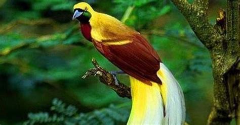 Ini termasuk matahari gerhana yang terbit di sebelah gedung capitol yang ikonik di washington, d.c. Fauna Papua Cendrawasih Kuning Besar Si Burung Dari Surga