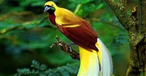 Seperti yang bisa sobat wikicau lihat pada gambar diatas, tubuh burung ini hanya memiliki dua warna saja, yaitu. Fauna Papua Cendrawasih Kuning Besar Si Burung Dari Surga