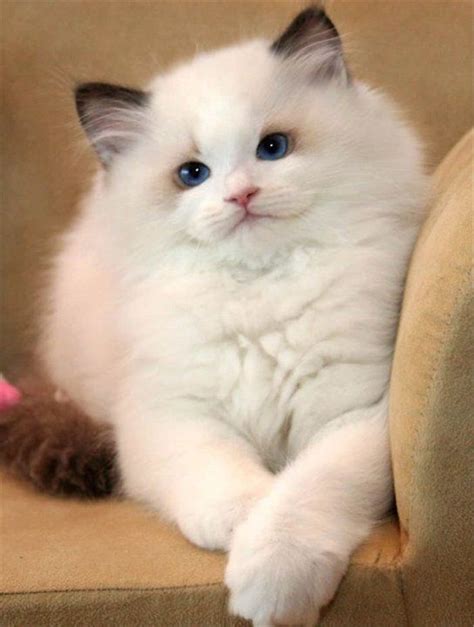25 Amazing Pictures About Ragdoll Cats And The Facts You Should Know