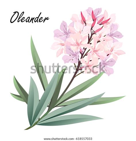 Vetor Stock De Oleander Nerium Oleander Hand Drawn Vector Livre De