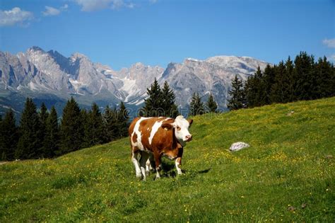 Perfect Idyllic Alp Landscape With Cow Green Grass Mountains And A