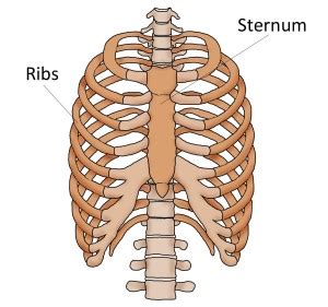 • acromion • clavicle • deltoid ( im injections) • humerus axilla(armpit). Sternum Pain ( Breast Bone Pain ) - Causes and Treatment