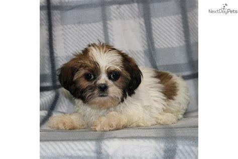 Your shitzu puppy needs a title that will draw attention and make them stand out from the dogs around them wherever they're. Kari F#2: Shih Tzu puppy for sale near Minneapolis / St ...