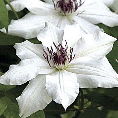 White Clematis Flowering Vines Clematis Clematis Varieties