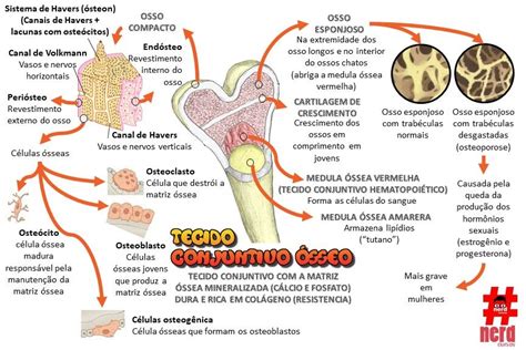 Tecido Osseo Mapa Mental Histopatologia Images Porn Sex Picture