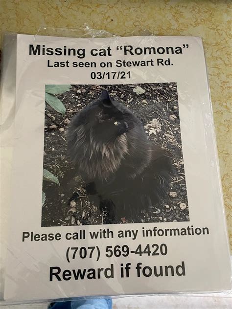 Missing Cat Reward If Found Reugene