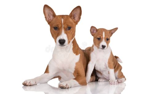 Basenji Dog And Her Puppy Stock Image Image Of Isolated 49645147