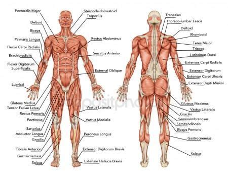 Posterior full body muscular system diagram. Anatomy of male muscular system - posterior and anterior ...