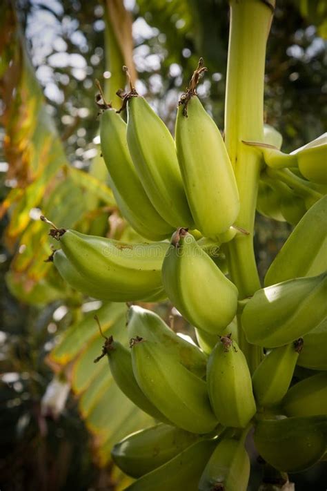 Bananas Stock Photo Image Of Cluster Tropical Fruits 23746768