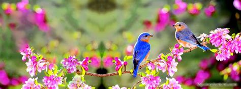 I wish you good morning, good evening, good afternoon and more. Beautiful birds Nature Facebook Cover | Facebook cover ...
