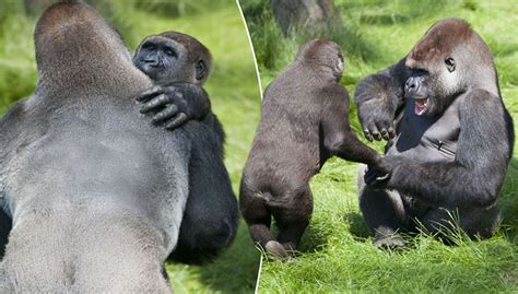 Two Gorilla Brothers Emotionally Reunite After Three Years Apart Pics