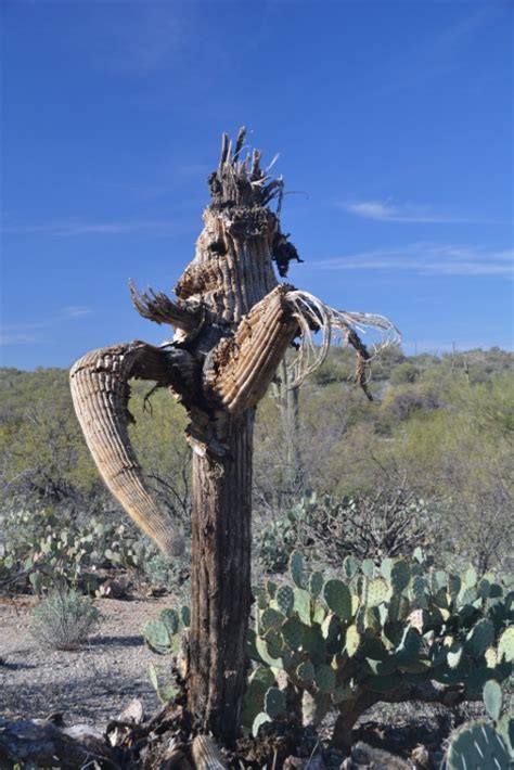 Saguaros are supported by a ribbed, woody skeleton, which expands like an accordion to allow the plant to retain moisture. Tucson parks and canyons