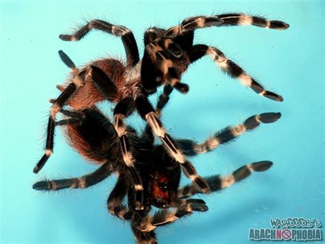 It was synonymized with brazilopelma in 2001. My Tarantism: Nhandu Chromatus Tarantula