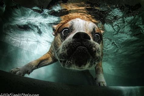 13 Funny Underwater Dog Pictures 13 Pics Amazing Creatures