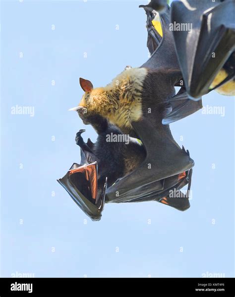 Spectacled Flying Fox Stockfotos Und Bilder Kaufen Alamy