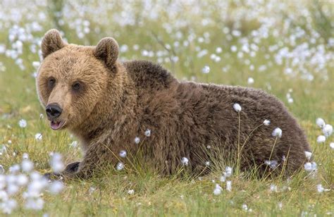 Daily Dozen — Photos — National Geographic Your Shot Bear Lovely
