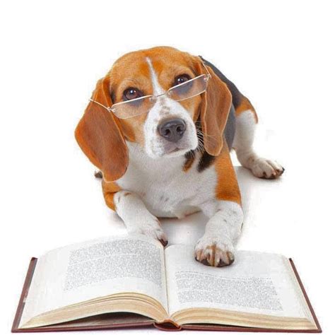 337 Best Beagle Images On Pinterest Little Dogs Doggies