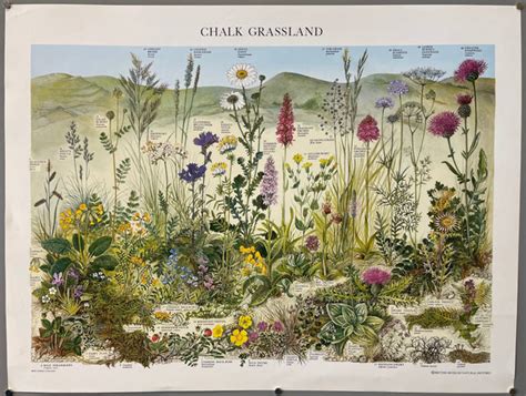 Chalk Grassland Poster Poster Museum