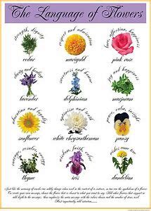 Honeysuckle for devotion, asters for patience, and red roses for love. Language of Flowers Poster 11"x17" | eBay
