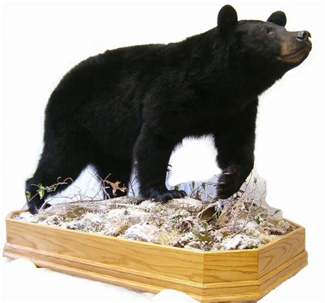 Lifesize Bear Mountsblack Bear Full Body Floor Mountsfull Body Bears