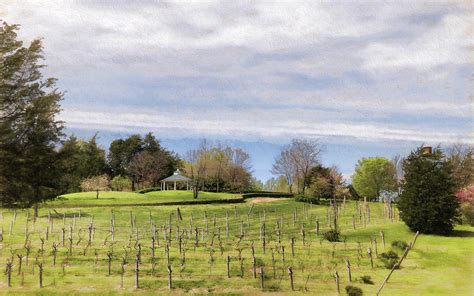 Rassawek Vineyards In Columbia Virginia Photograph By Ola Allen Fine