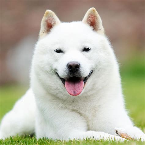How Common Are Dogs In Japan