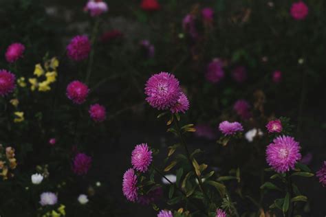 Purple Petaled Flower · Free Stock Photo