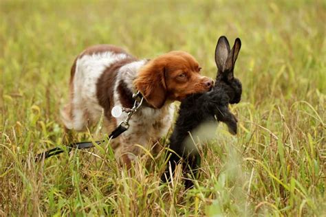 Maybe you would like to learn more about one of these? How to Keep Rabbits Out of Your Garden - Find Fence