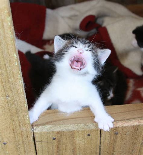 Crying Kitten Banque Dimages Et Photos Libres De Droit Istock