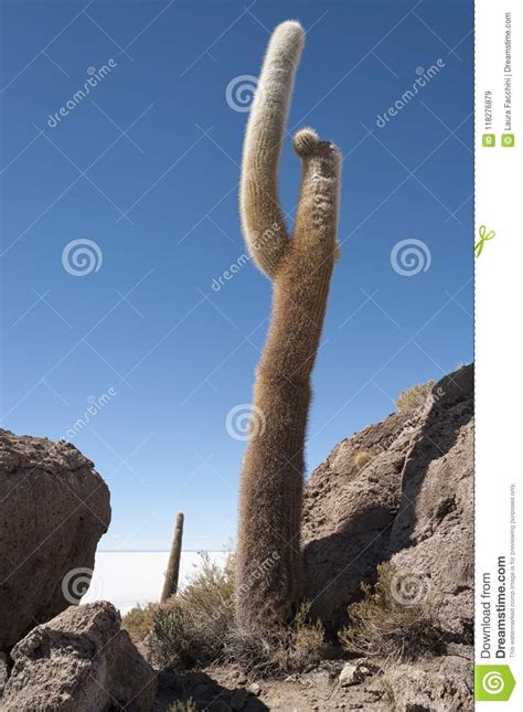 The moon's path in cactus butte today. Trichoreceus Cactus On Isla Incahuasi Isla Del Pescado In ...