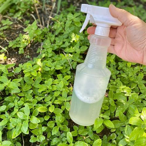 Homemade Garden Spray For Aphids And Leaf Hoppers