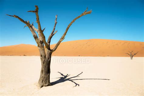 Namibia Namib Desert Dead Trees In Deadvlei — Sunlight Meager