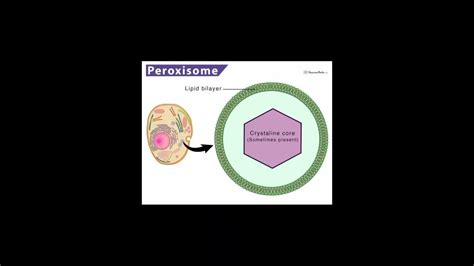 Xi Class Sindh Board Lysosomes Peroxisomes Glyoxysomes Proficient