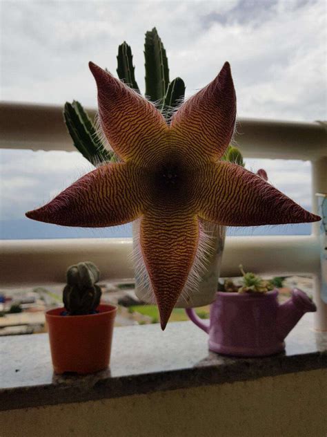 Most cacti plants flower in the spring, during the day. My friends has this cactus whose flower looks like a ...