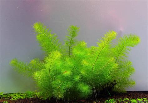 What does sp stand for in military? Myriophyllum sp. "Guyana" - Guyana-Tausendblatt - Flowgrow ...