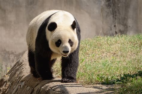 Unveiling the Science Behind Panda Cuteness: Exploring Their Playful