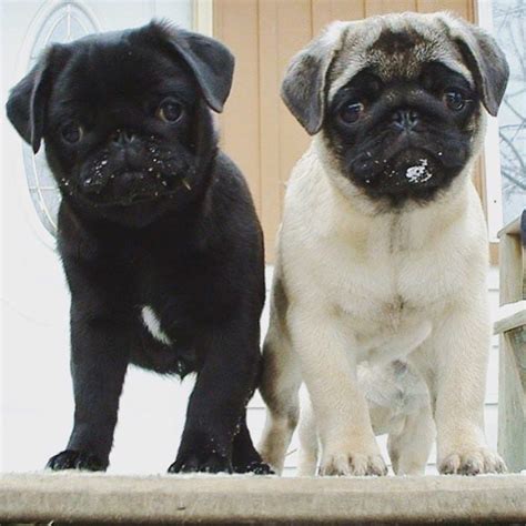 Who Else Wants A Pug Puppy Or Two After Seeing These Adorable Cuties