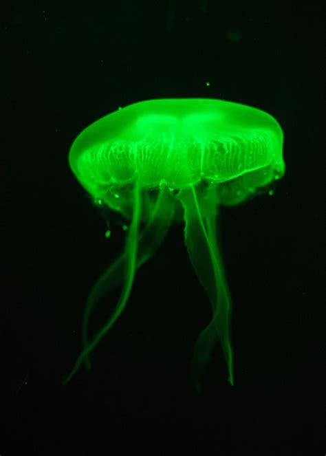 Jellyfish Fish Pet Waterworld Jellyfish