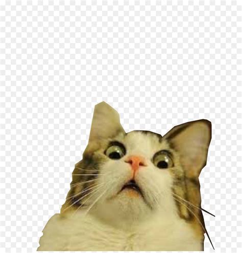 Sad Cat Face Meme Transparent