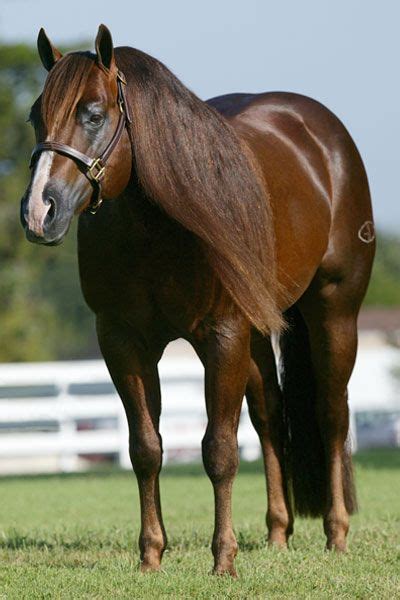 Magnum Chic Dream Whoa What A Big Horse Very Strong