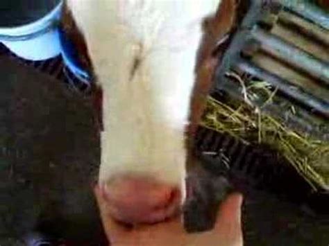 Calf Sucking Dick Video