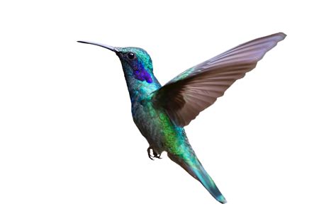 Hummingbird Png Images Free Download Free Transparent Png Logos